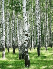 Берёзовая роща
