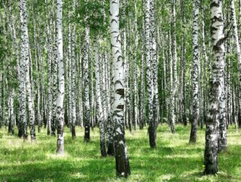 Берёзовая роща